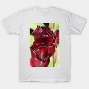 Gladiolus  &#39;Espresso&#39;  Sword lily T-Shirt